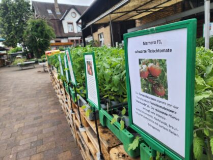 Gemüsepflanzen in Hülle und Fülle
